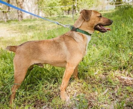 Gyufa möchte im Vollspurt sein Leben in die Pfote nehmen