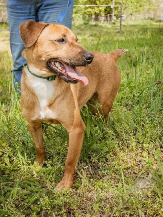 Gyufa möchte im Vollspurt sein Leben in die Pfote nehmen