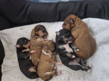 Chihuahua langhaar welpen