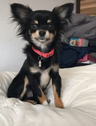 Chihuahua langhaar welpen