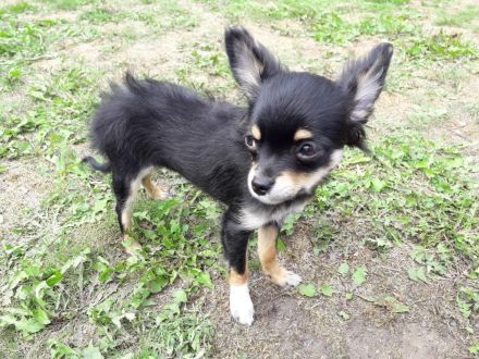 Chihuahua langhaar welpen