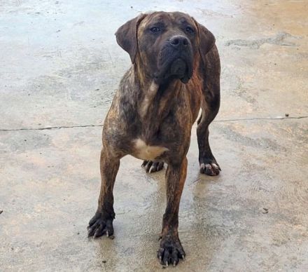 liebe,soziale, kastrierte Vera im rumänischen Tierheim, hofft auf tierliebe Adoptanten