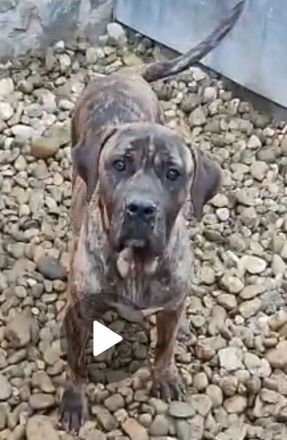 liebe,soziale, kastrierte Vera im rumänischen Tierheim, hofft auf tierliebe Adoptanten