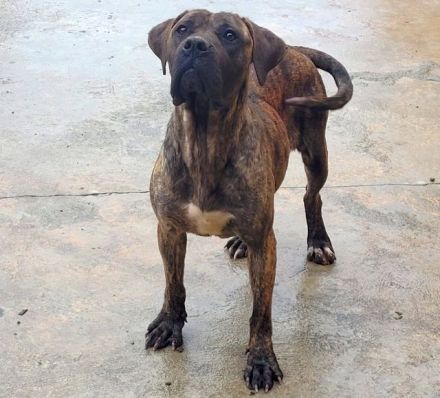 liebe,soziale, kastrierte Vera im rumänischen Tierheim, hofft auf tierliebe Adoptanten