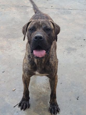 liebe,soziale, kastrierte Vera im rumänischen Tierheim, hofft auf tierliebe Adoptanten