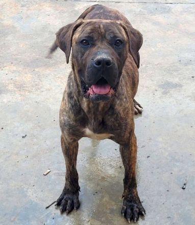 liebe,soziale, kastrierte Vera im rumänischen Tierheim, hofft auf tierliebe Adoptanten