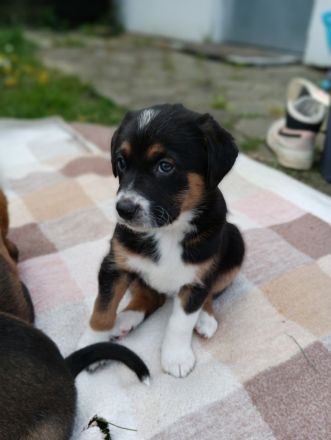 Schäferhund Mix Welpen