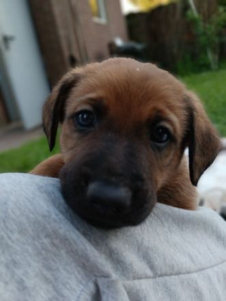 Schäferhund Mix Welpen