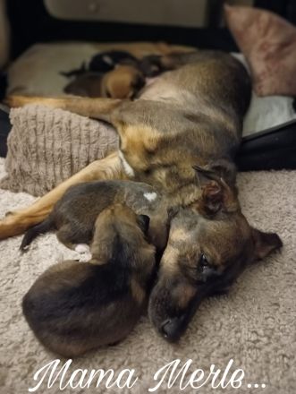 Schäferhund Mix Welpen