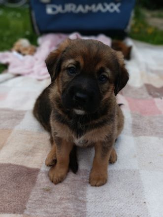 Schäferhund Mix Welpen