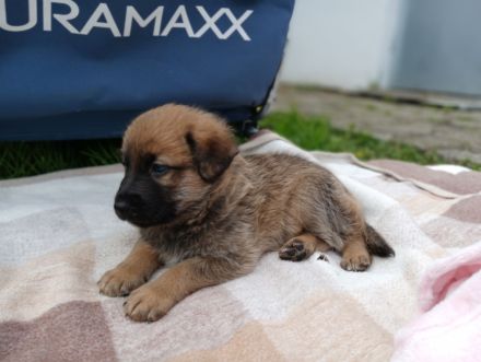 Schäferhund Mix Welpen