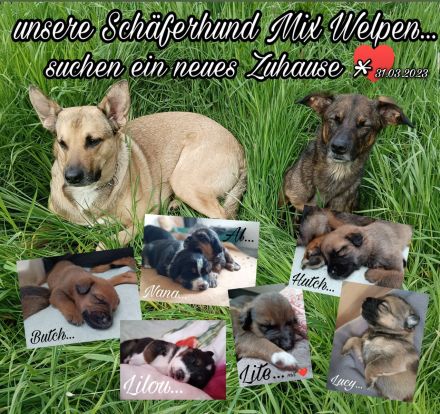 Schäferhund Mix Welpen