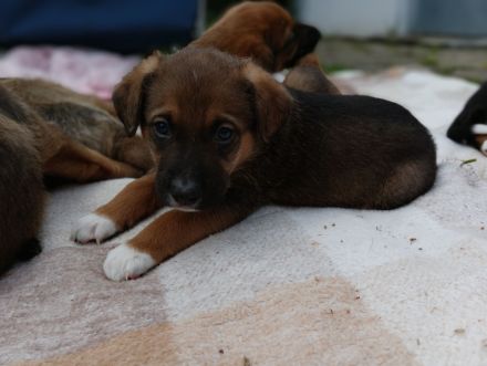 Schäferhund Mix Welpen