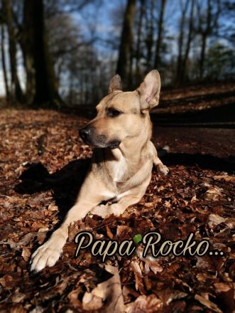 Schäferhund Mix Welpen