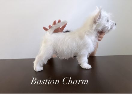 West Highland White Terrier