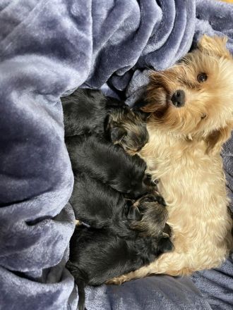 Süße mini yorkshire Terrier Welpen