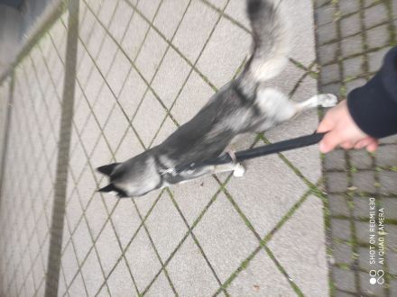 Husky Hund 🐶🐕🐕🐕