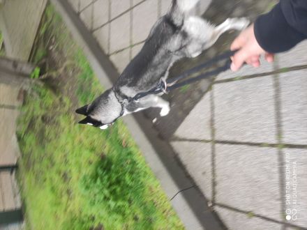 Husky Hund 🐶🐕🐕🐕