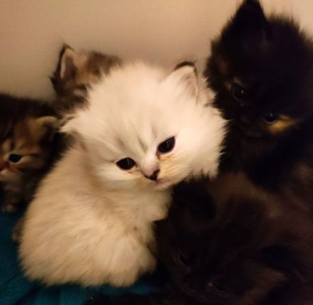 BKH und BLH Kitten abzugeben