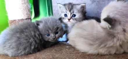 BKH und BLH Kitten abzugeben