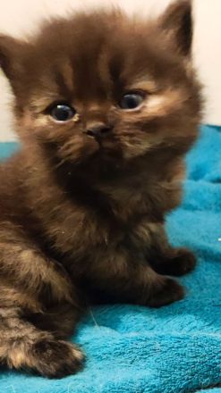 BKH und BLH Kitten abzugeben