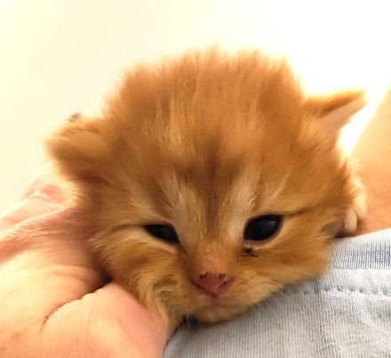 BKH und BLH Kitten abzugeben