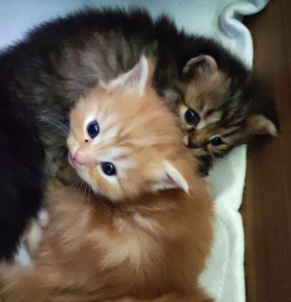 BKH und BLH Kitten abzugeben