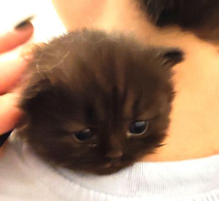 BKH und BLH Kitten abzugeben