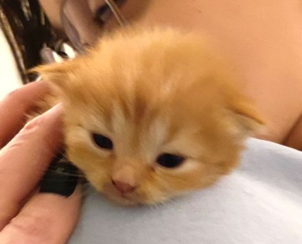 BKH und BLH Kitten abzugeben