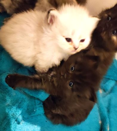 BKH und BLH Kitten abzugeben