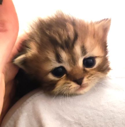 BKH und BLH Kitten abzugeben