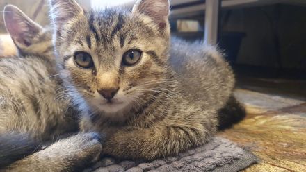 *** Katzen / Kater abzugeben ***