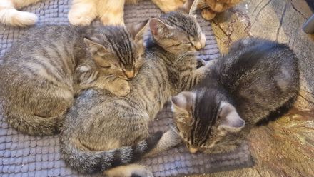 *** Katzen / Kater abzugeben ***