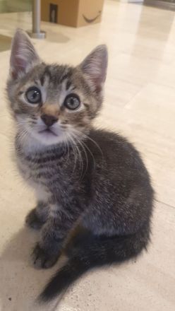 *** Katzen / Kater abzugeben ***