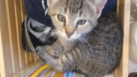 *** Katzen / Kater abzugeben ***