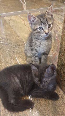 *** Katzen / Kater abzugeben ***