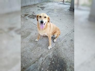 Lousy - lebenslustig