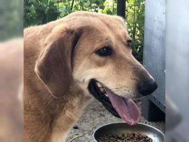 Lousy - lebenslustig