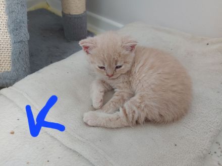 BHK Kitten