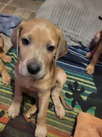 Mischlinge suchen ein zu Hause