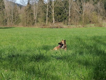 Tolle Mali mix Hündin sucht neuen Platz