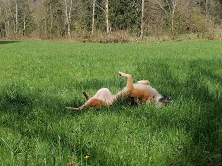 Tolle Mali mix Hündin sucht neuen Platz