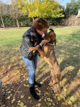 Albi - ein lustiger und aufgeschlossener Rüde