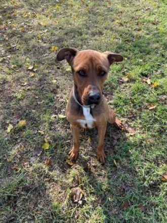 Albi - ein lustiger und aufgeschlossener Rüde