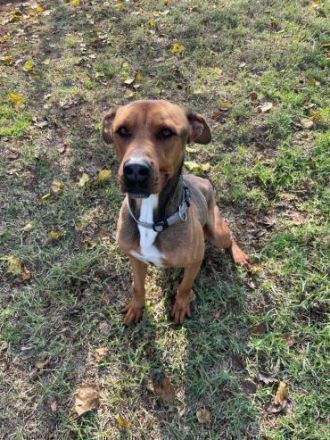 Albi - ein lustiger und aufgeschlossener Rüde