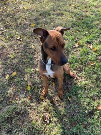 Albi - ein lustiger und aufgeschlossener Rüde