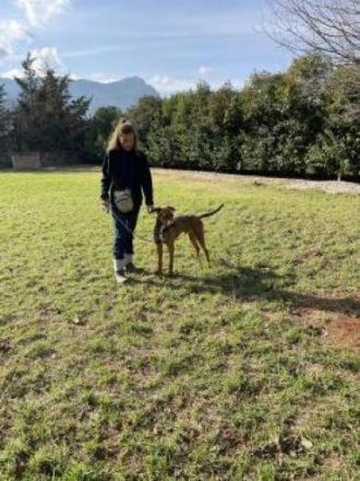 Albi - ein lustiger und aufgeschlossener Rüde