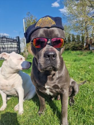 Unsere Welpen kommen! Cane Corso & American Bully XL Mix