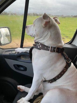 Unsere Welpen kommen! Cane Corso & American Bully XL Mix