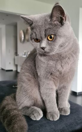 BKH Kitten. BRITISCH KURZHAAR KATZEN